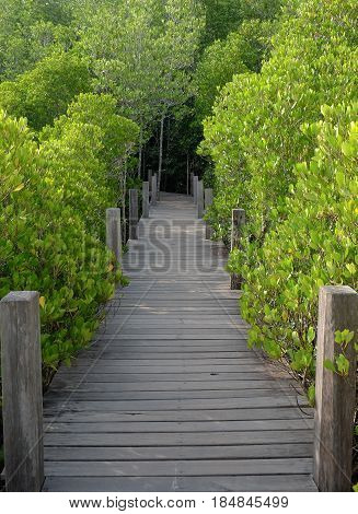 Wooden bridge at Tung Prong ThongGolden Mangrove FieldPra Sae Rayong Thailand.