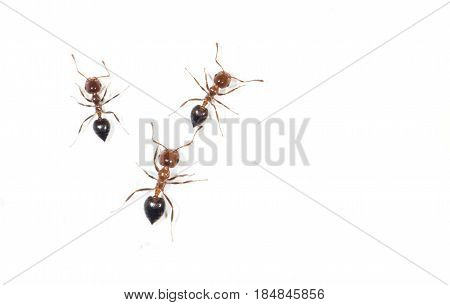 ants on a white wall. close . A photo