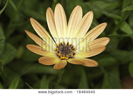 Margarida, leucanthemum Vulgare