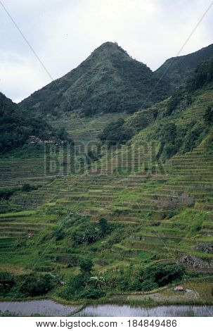 Rice is cultivated in the ancient rice terraces, carved into the mountains, near the city of Banaue, Ifugao Province, in the Philippines.