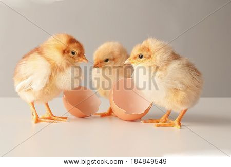 Chicks With Egg Shell Isolated