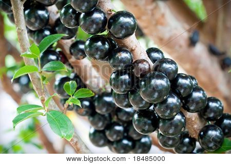 블랙 Jabuticaba (브라질 포도 라고도 함) 과일의 무리