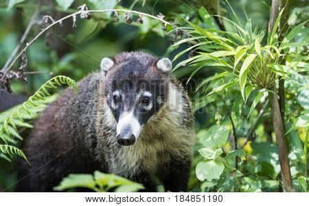White-nosed coati hidden in the forest in Costa Rica