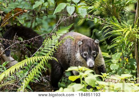 White-nosed coati hidden in the forest in Costa Rica