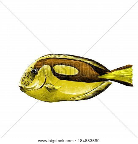 fish Acanthur yellow sketch vector graphics color picture