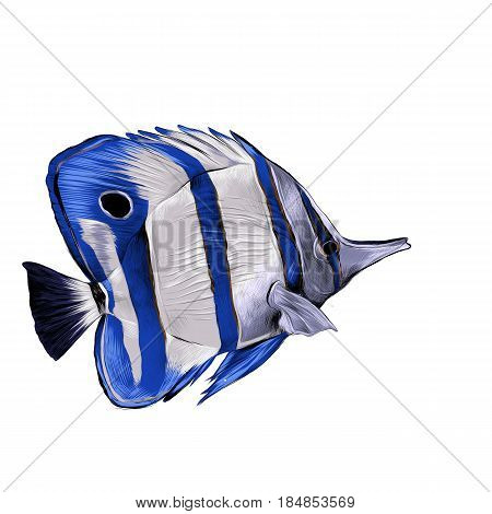 fish Acanthur with blue stripes sketch vector graphics color picture