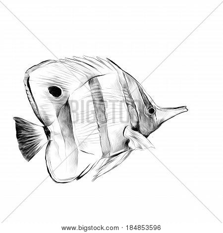 fish Acanthur striped sketch vector graphics black and white drawing