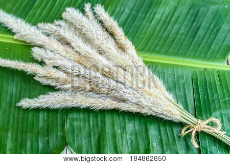 grass flower tie together on banana laef