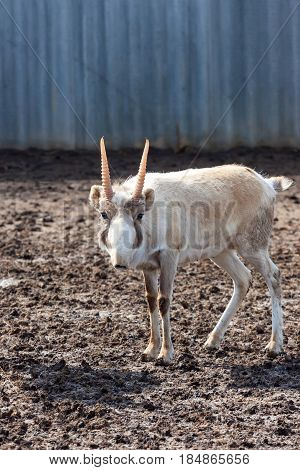 Male saiga or Saiga tatarica in winter coloration