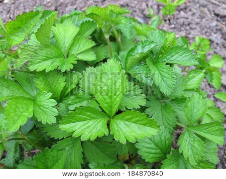 False strawberry, Duchesnea indica, in garden in spring