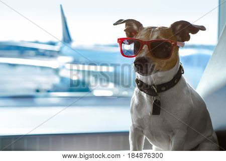 Dog In Airport Terminal On Vacation