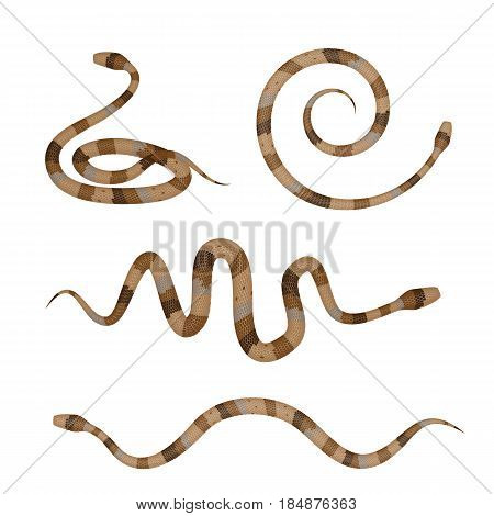 Collection Of Brown Poisonous Snakes Or Pythons Isolated