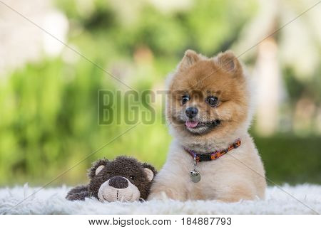 Pomeranian On Green Gass