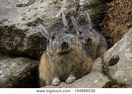 Wild bunny rabbit mom and baby peeking their heads out through the rocks