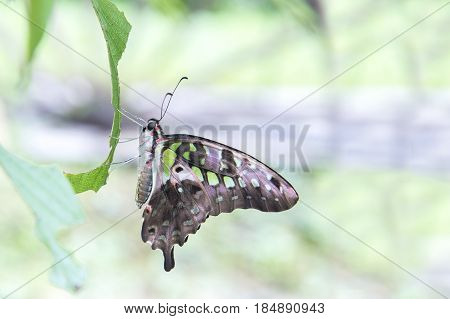 Green Butterfly Tailed Jay Graphium agamemnon Family Papilionidae