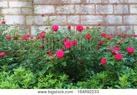 The Roses Growing Near The Brick, Wall In The Courtyard Of Topkapi Palace, Istanbul, Turkey