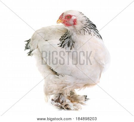 brahma chicken in front of white background
