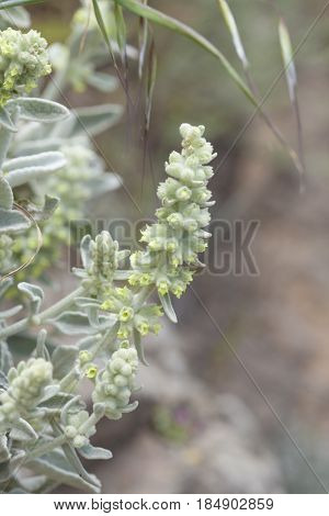 Flora Of Gran Canaria - Sideritis Dasygnaphala