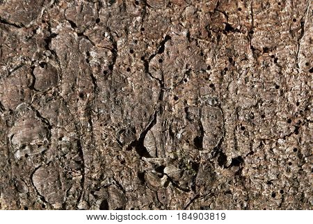 Natural Pine Tree Bark Pattern.