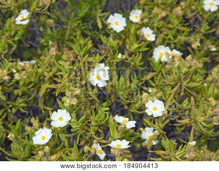 Flora Of Gran Canaria