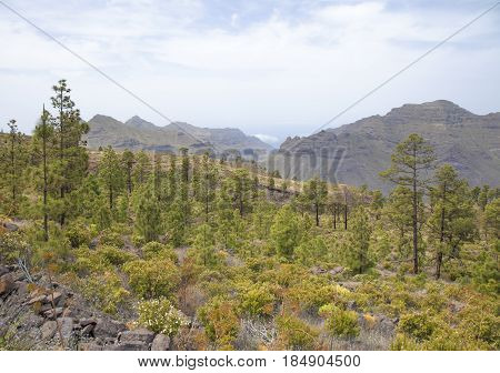west of Gran Canaria April path around Nutural reserve Inagua pine forest