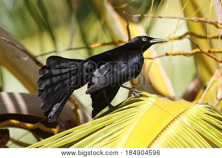 Courtship of Quiscalus niger the Greater Antillean grackle