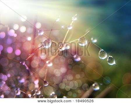 dew on the grass in the morning sunshine