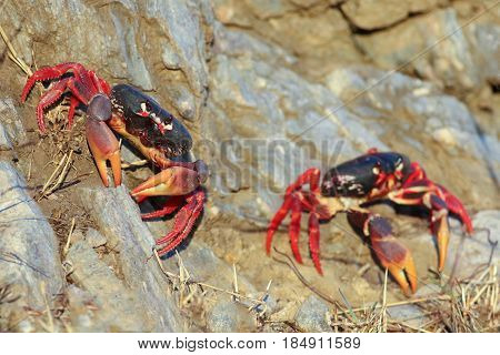 Two red Migrating crabs Gecarcinus ruricola on the rock