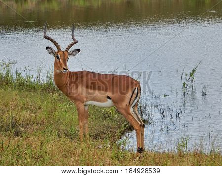 Antelope on the shore of the lake