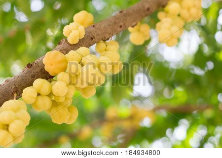 Star gooseberry fruit. Phyllanthus acidus known as the Otaheite gooseberry star damsel grosella karamay.