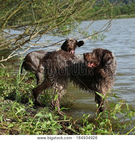 Italian Wire-haired Pointing Dog In Summer