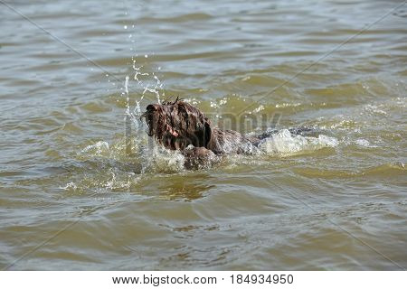 Italian Wire-haired Pointing Dog In The Water