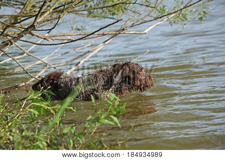 Italian Wire-haired Pointing Dog In The Water