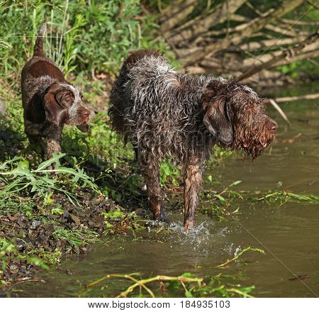 Italian Wire-haired Pointing Dog Puppy With Its Mother