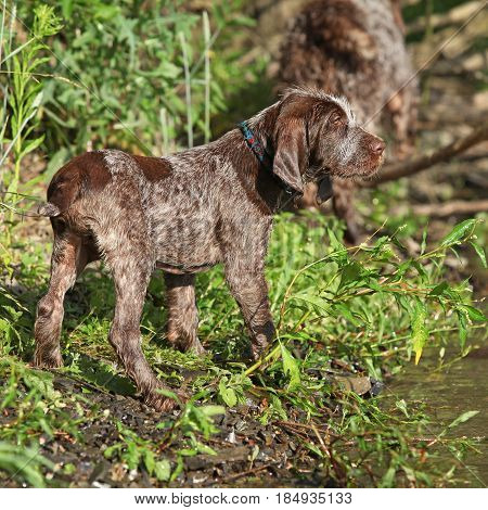 Puppy Of Italian Wire-haired Pointing Dog