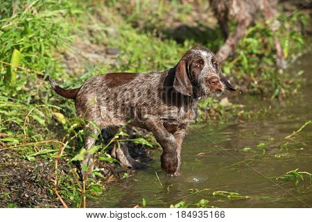 First Bath Of This Puppy
