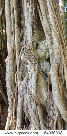 statue encased in banyon tree at Ringling Brother's Circus Museum