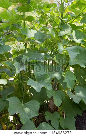 Barbados nut's green leaves (Jatropha curcas). Jatropha on tree. Fruit of the jatropha on tree with green leaves in the rainy season of thailand.