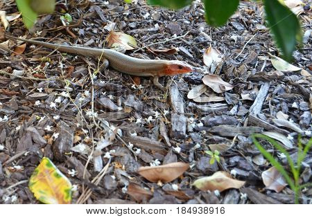 horizontal shot of broad headed skink on brown mulch
