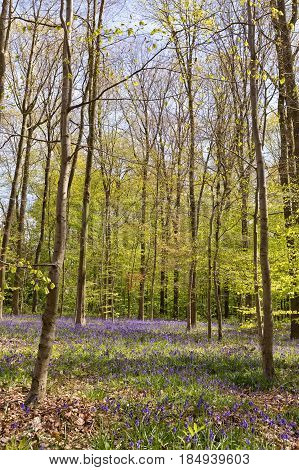 Belgium Vlaanderen (Flanders) Halle. Bluebell flowers (Hyacinthoides non-scripta) carpet hardwood beech forest in early spring in the Hallerbos forest.