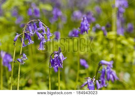Belgium Vlaanderen (Flanders) Halle. Macro photo of Bluebell flowers (Hyacinthoides non-scripta) carpet hardwood beech forest in early spring in the Hallerbos forest.