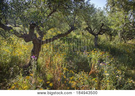 colorful yellow and purple flowers between olive trees in spring on greek peloponnese near stoupa on Mani