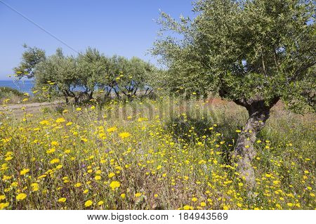 yellow flowers and red earth with olive trees in spring on greek peloponnese on the coast with blue sea near stoupa on Mani