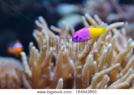 Bicolor Dottyback (Pictichromis paccagnella) also called the Royal Dottyback or False Gramma is a fish commonly kept in marine aquariums