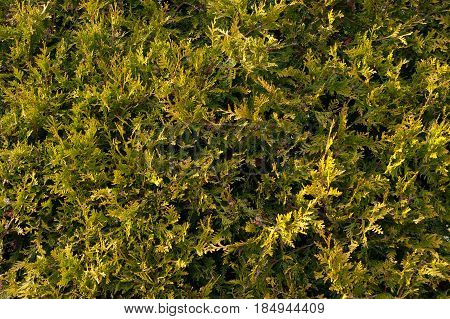 A detailed view of the crown of a shrub named after it, the Latin name Thuja plicata.