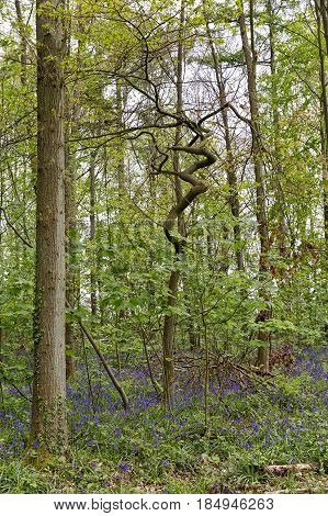 Belgium Vlaanderen (Flanders) Halle. Bluebell flowers (Hyacinthoides non-scripta) carpet hardwood beech forest in early spring in the Hallerbos forest.