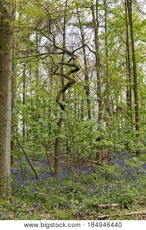 Belgium Vlaanderen (Flanders) Halle. Bluebell flowers (Hyacinthoides non-scripta) carpet hardwood beech forest in early spring in the Hallerbos forest.