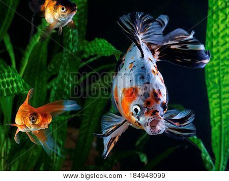 Goldfish aquarium a group of fish on the background of aquatic plants