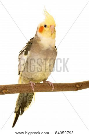young cockatiel in front of white background