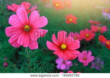 Pink flowers cosmos bloom beautifully to the morning light.
